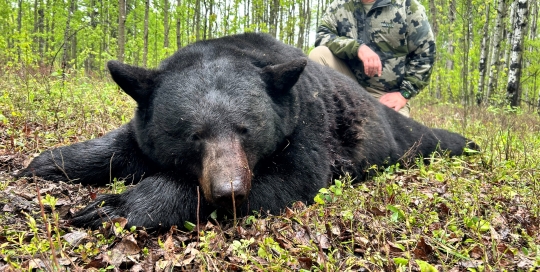 northernedgeoutfitting.bear-2024(02)