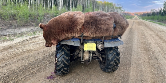 northernedgeoutfitting.bear-2024(06)