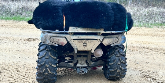 northernedgeoutfitting.bear-2024(07)