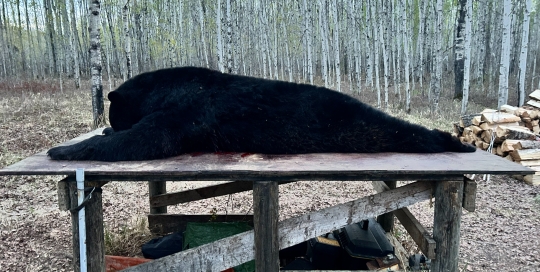 northernedgeoutfitting.bear-2024(08)