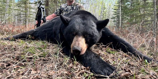 northernedgeoutfitting.bear-2024(13)