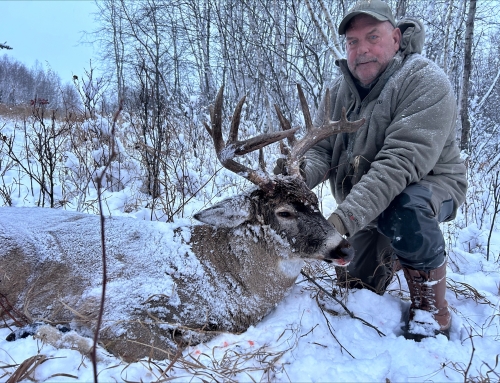 Whitetail