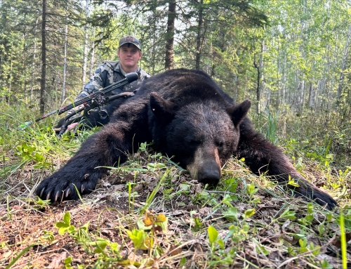 Bear