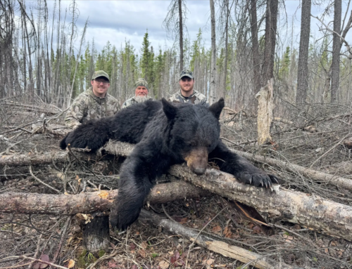 Bear