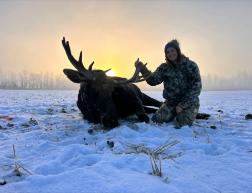 Moose