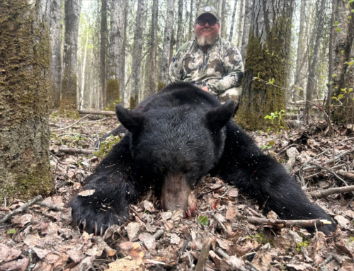 Bear