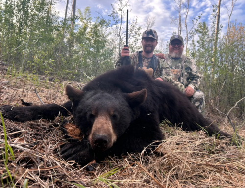 Bear