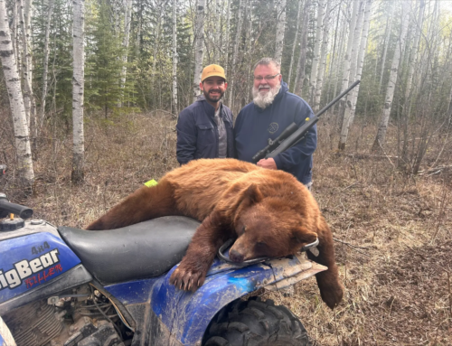 Bear