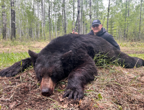 Bear
