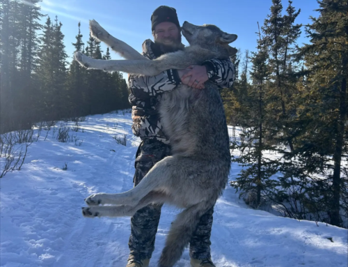Wolf / Coyote
