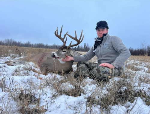 Whitetail