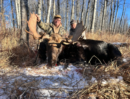 Moose