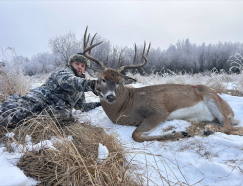 Whitetail
