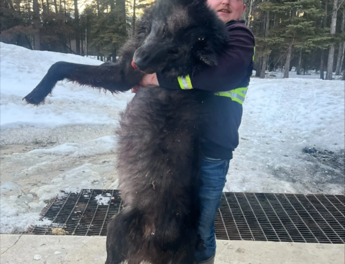 Wolf / Coyote