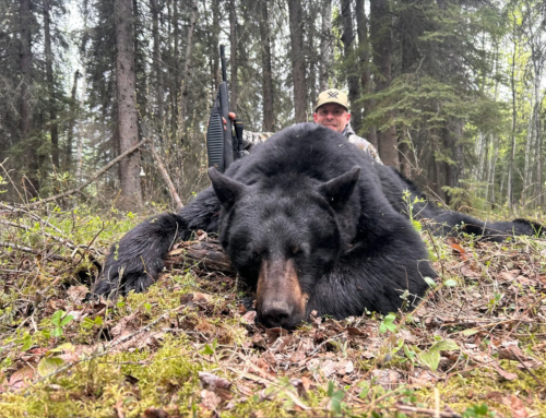 Bear