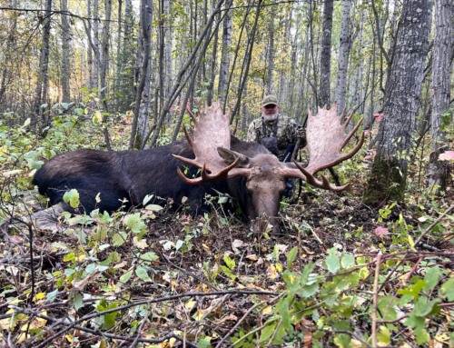 Moose